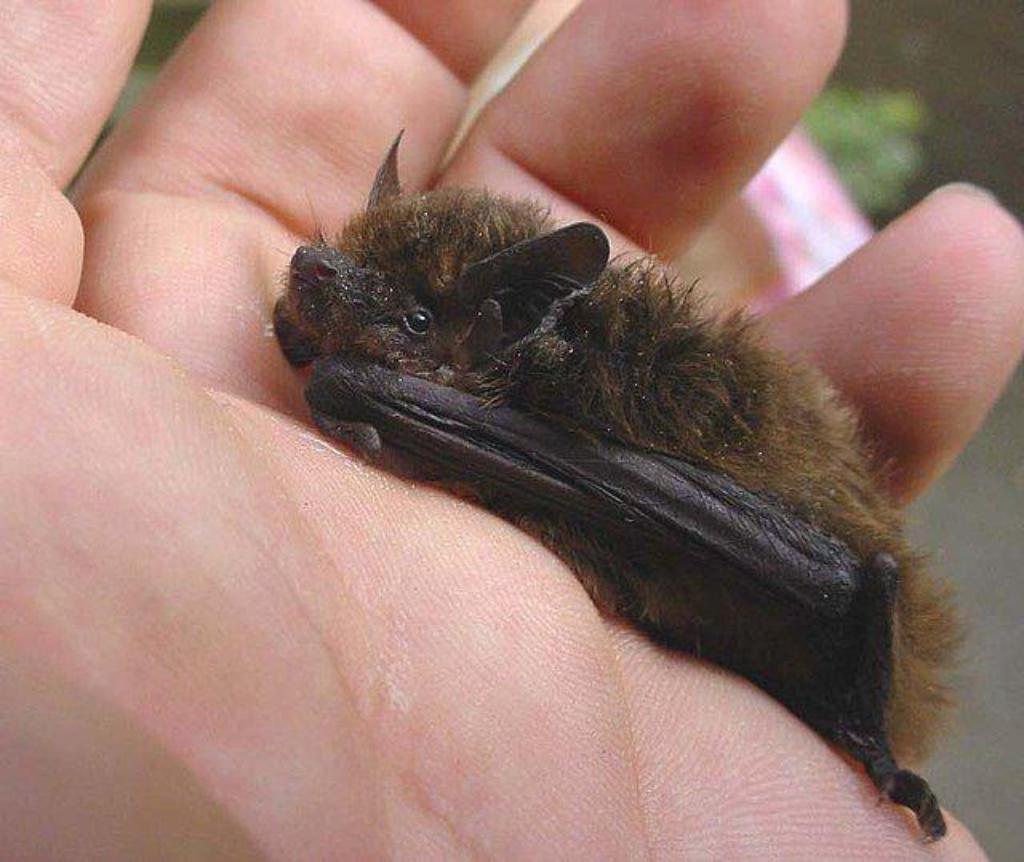 kleiner Fledermaus auf einer Hand